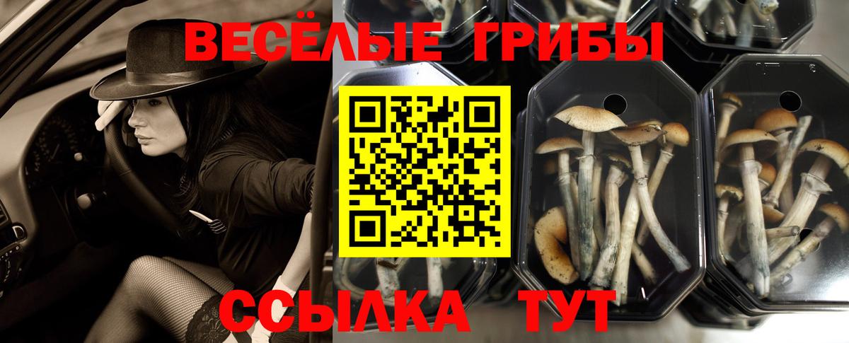 Галлюциногенные грибы Psilocybine cubensis Дивногорск